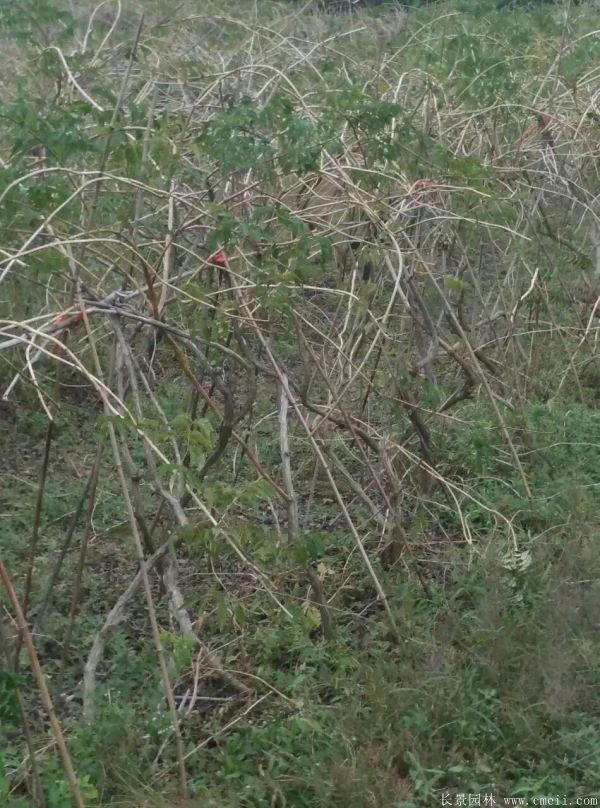 凌霄花苗圖片基地實(shí)拍 凌霄花苗圖片基地實(shí)拍