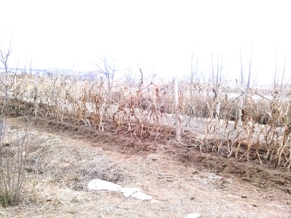 凌霄花苗圖片基地實(shí)拍 凌霄花苗圖片基地實(shí)拍