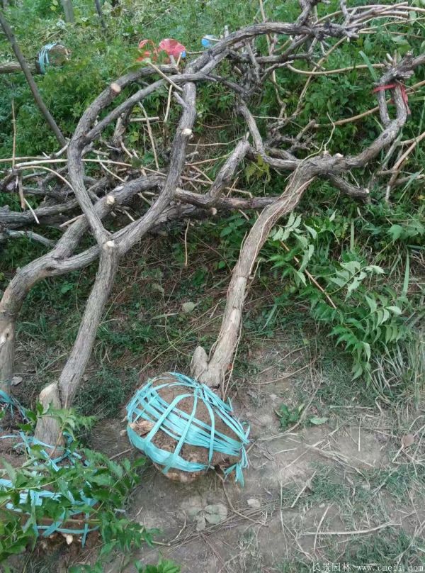 凌霄花苗圖片基地實(shí)拍 凌霄花苗圖片基地實(shí)拍