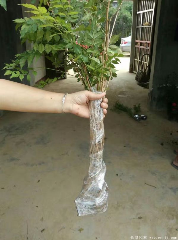 凌霄花苗圖片基地實(shí)拍 凌霄花苗圖片基地實(shí)拍