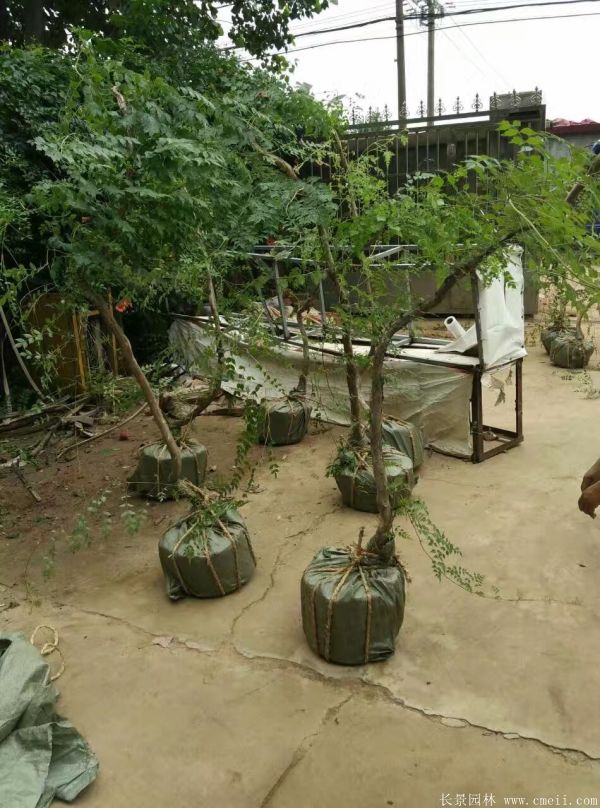 凌霄花苗圖片基地實(shí)拍 凌霄花苗圖片基地實(shí)拍