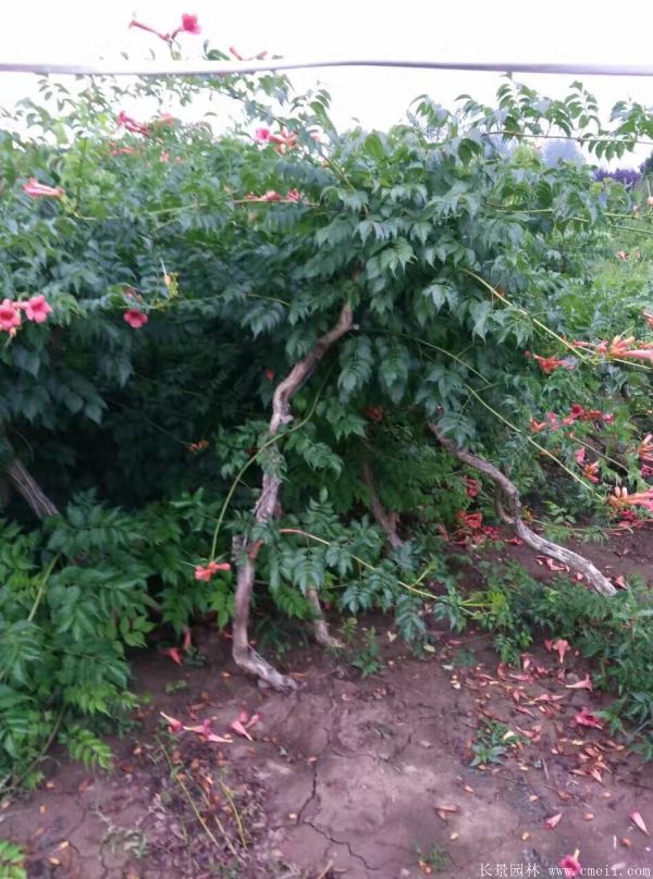 凌霄花苗圖片基地實(shí)拍 凌霄花苗圖片基地實(shí)拍