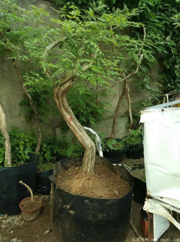 凌霄花苗圖片基地實(shí)拍 凌霄花苗圖片基地實(shí)拍