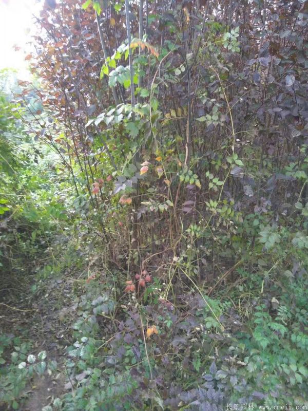 凌霄花苗圖片基地實(shí)拍 凌霄花苗圖片基地實(shí)拍