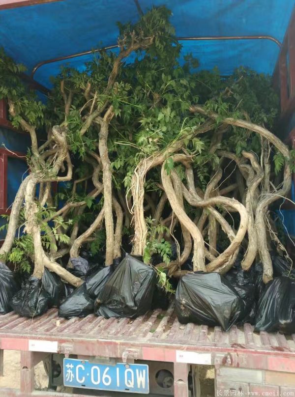 凌霄花苗圖片基地實(shí)拍 凌霄花苗圖片基地實(shí)拍