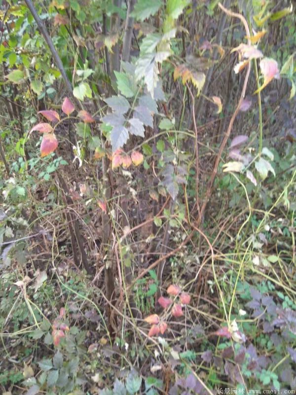 凌霄花苗圖片基地實(shí)拍 凌霄花苗圖片基地實(shí)拍