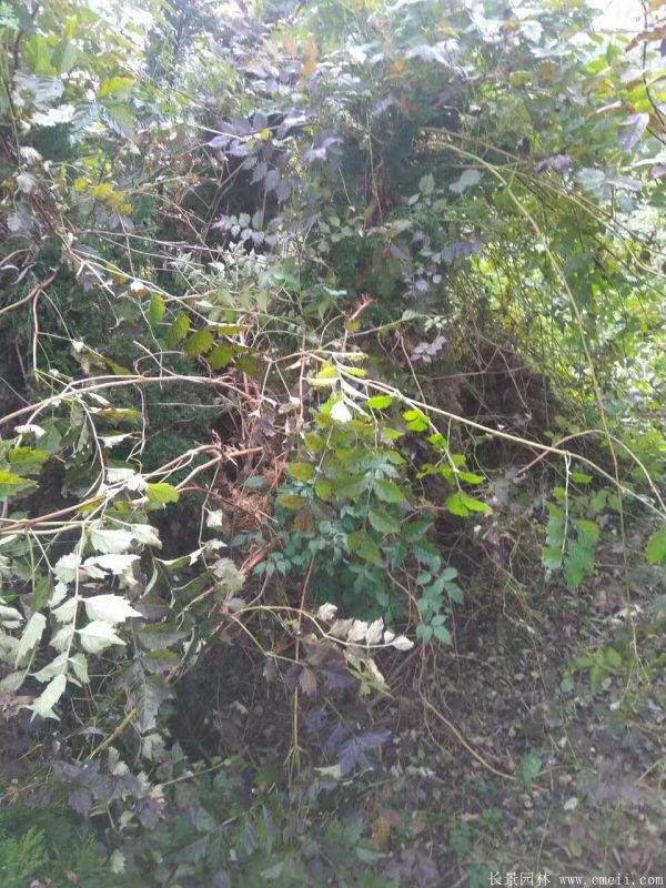 凌霄花苗圖片基地實(shí)拍 凌霄花苗圖片基地實(shí)拍