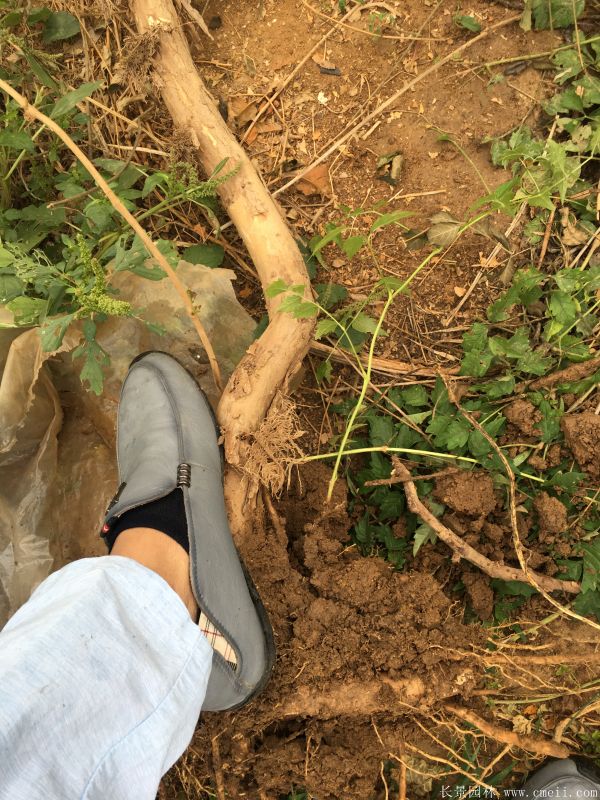 凌霄花苗圖片基地實(shí)拍 凌霄花苗圖片基地實(shí)拍