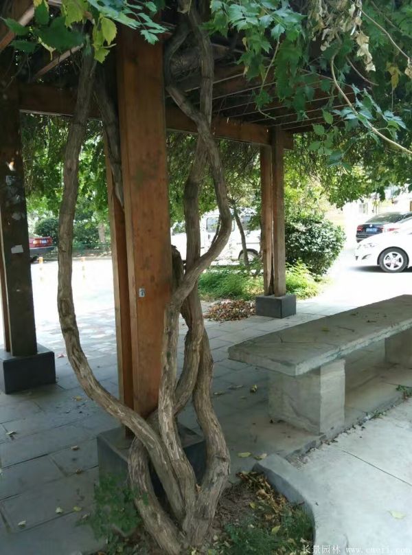 凌霄花苗圖片基地實(shí)拍 凌霄花苗圖片基地實(shí)拍