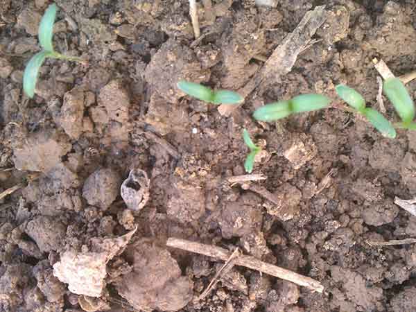 蒲公英種子發芽出芽圖片 蒲公英種子發芽出芽圖片