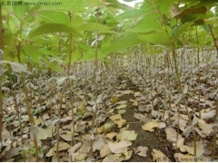 櫻花苗成活率高嗎？