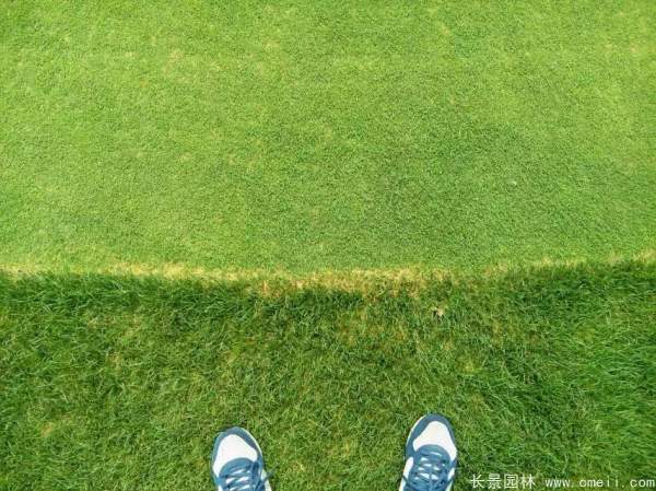草坪圖片 草坪圖片