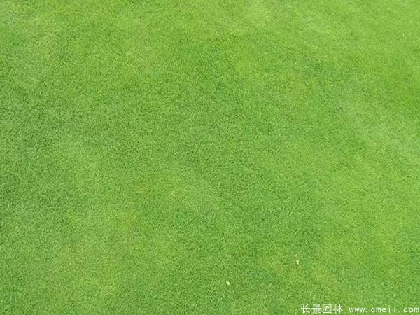 草坪圖片 草坪圖片