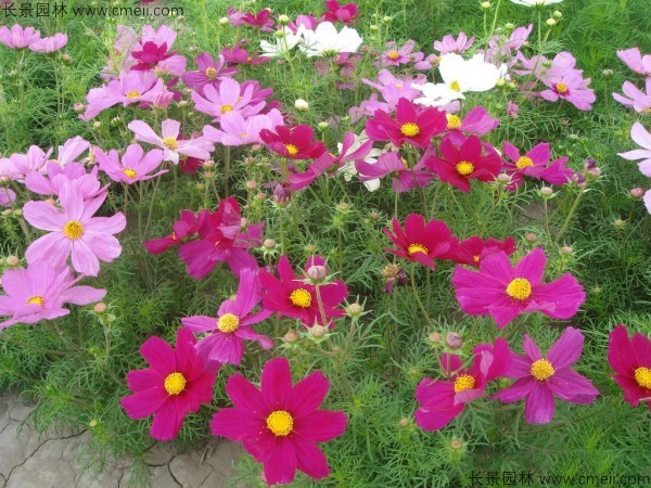 波斯菊種子發芽出苗開花圖片 波斯菊種子發芽出苗開花圖片