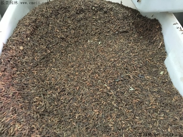 紫穗槐種子圖片 紫穗槐種子圖片