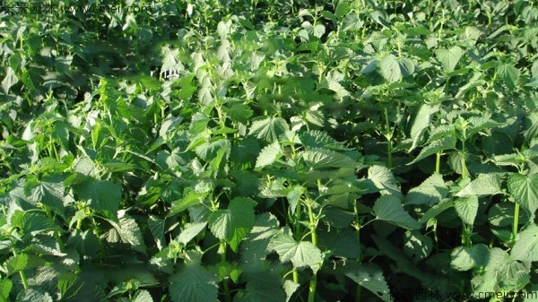 藿香種子發(fā)芽出苗圖片