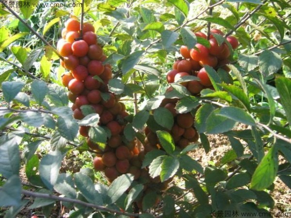 鈣果種子發(fā)芽出苗開花結果圖片