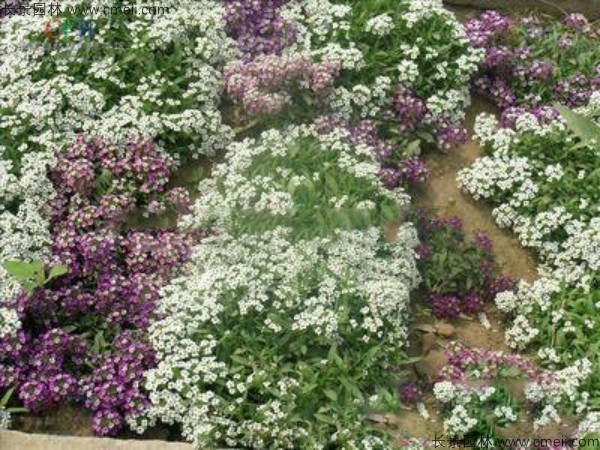 香雪球種子發(fā)芽出苗開(kāi)花圖片 香雪球種子發(fā)芽出苗開(kāi)花圖片