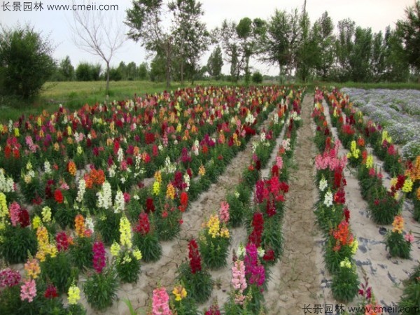 金魚草的花期有多長時間 金魚草的花期有多長時間