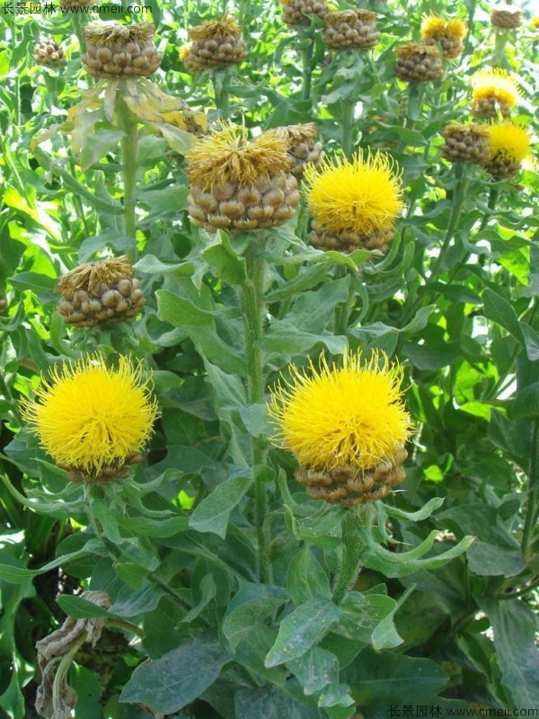 黃色矢車(chē)菊?qǐng)D片 黃色矢車(chē)菊?qǐng)D片