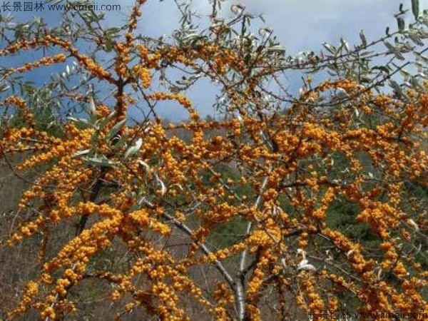 刺柳種子發芽出苗圖片