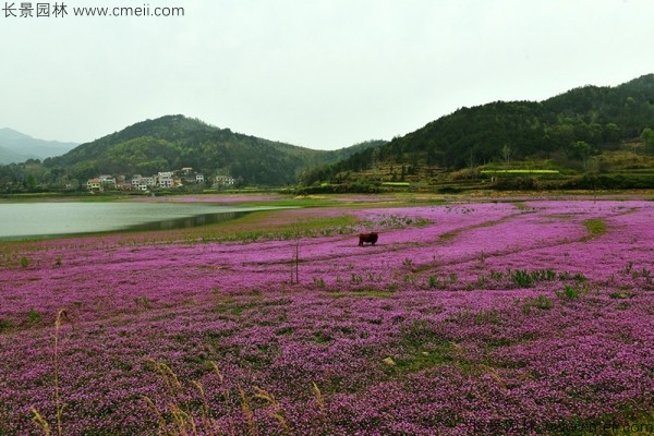 紅花酢漿草種子發(fā)芽出苗開花圖片