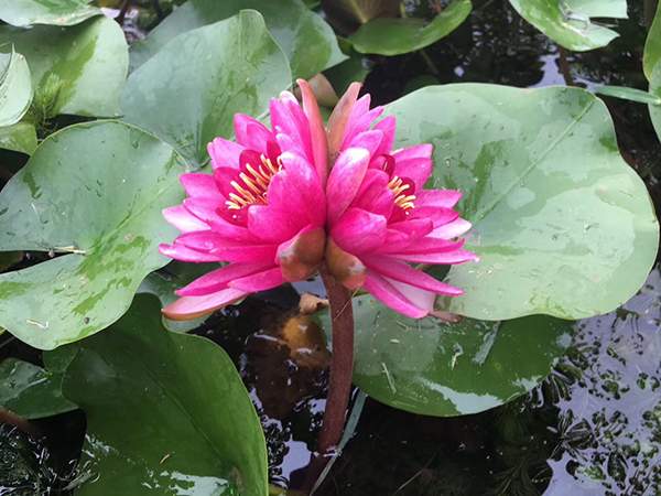 好品種類(lèi)碗蓮花紅色并蒂蓮 好品種類(lèi)碗蓮花紅色并蒂蓮