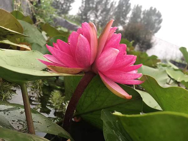 好品種類(lèi)碗蓮花紅色并蒂蓮 好品種類(lèi)碗蓮花紅色并蒂蓮