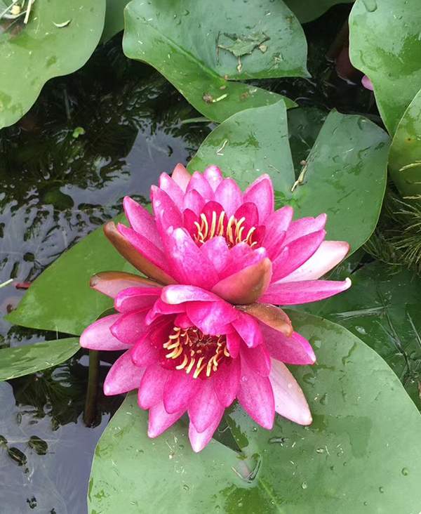 好品種類(lèi)碗蓮花紅色并蒂蓮 好品種類(lèi)碗蓮花紅色并蒂蓮