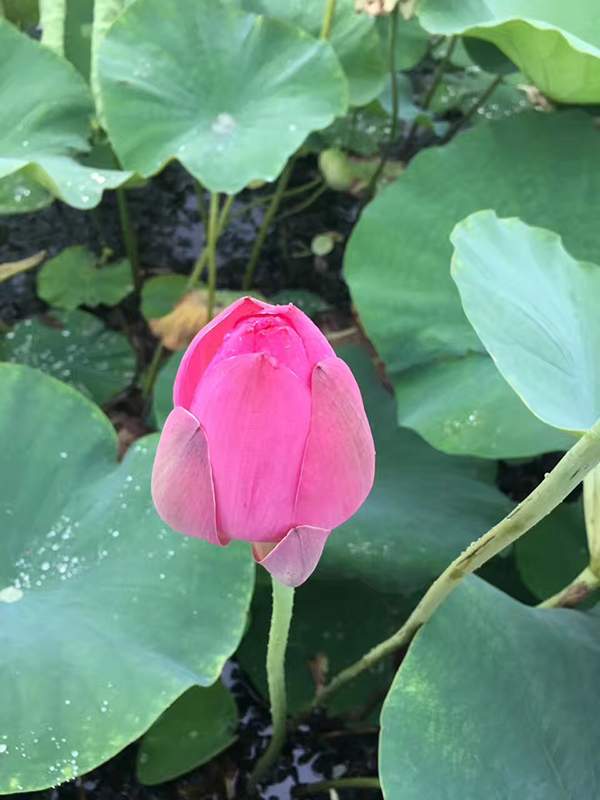 荷花種植基地實(shí)拍優(yōu)質(zhì)品種類(lèi) 荷花種植基地實(shí)拍優(yōu)質(zhì)品種類(lèi)