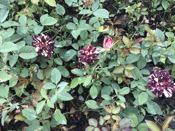 江蘇沭陽(yáng)歐月基地照片