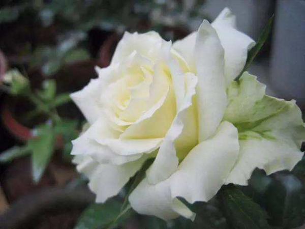 江蘇沭陽(yáng)歐月基地照片