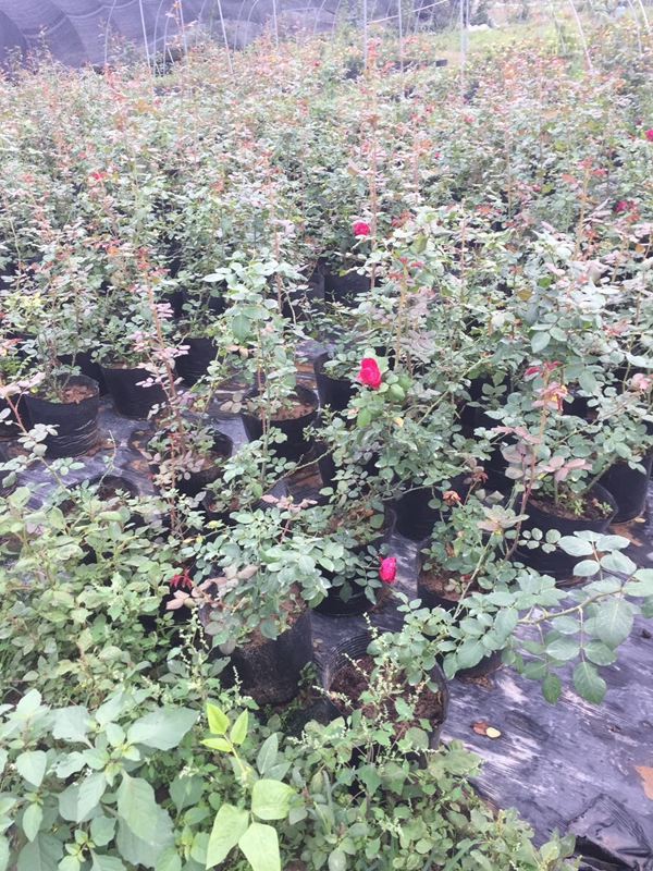 江蘇沭陽歐月基地