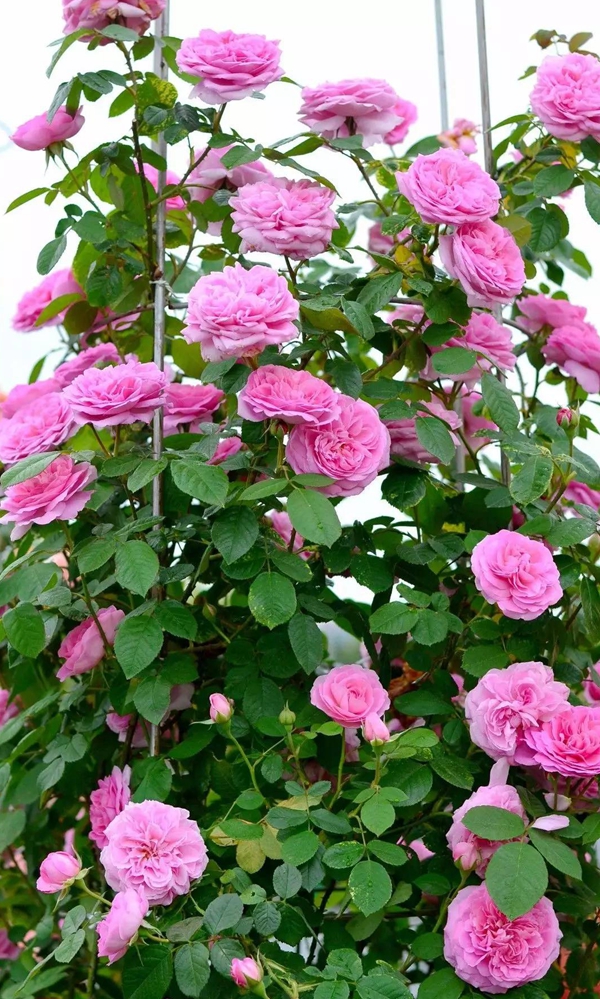 亞歷山德拉公主