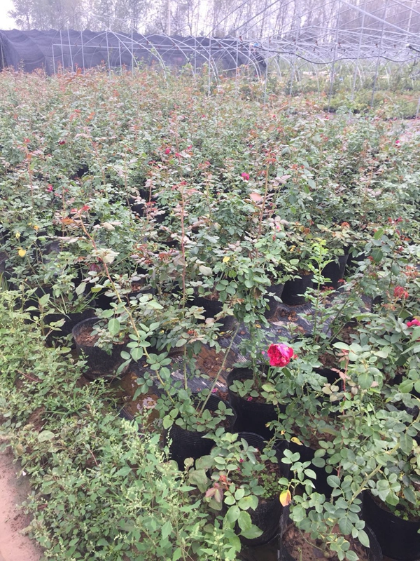 長景園林紅色達芬奇照片