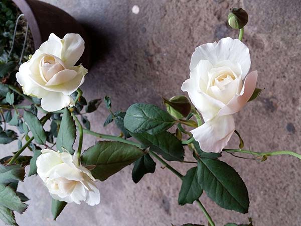 純白色月季花品種 純白色月季花品種