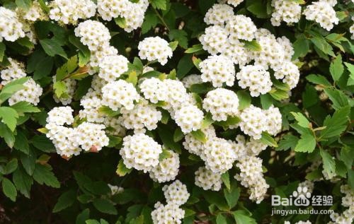 繡線菊怎么養護最合適呢？