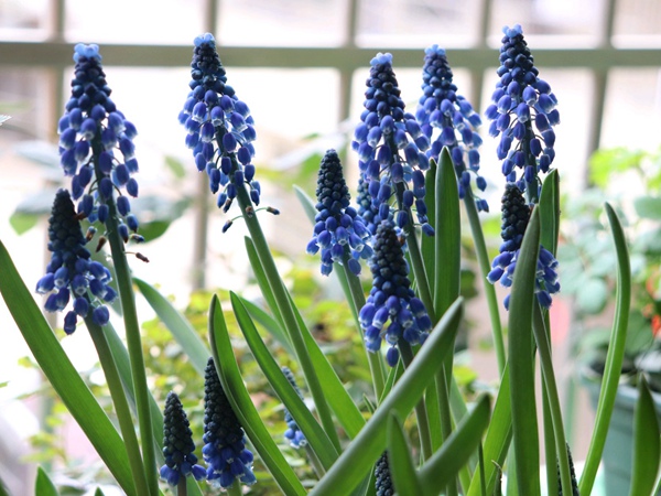 葡萄風信子 葡萄風信子