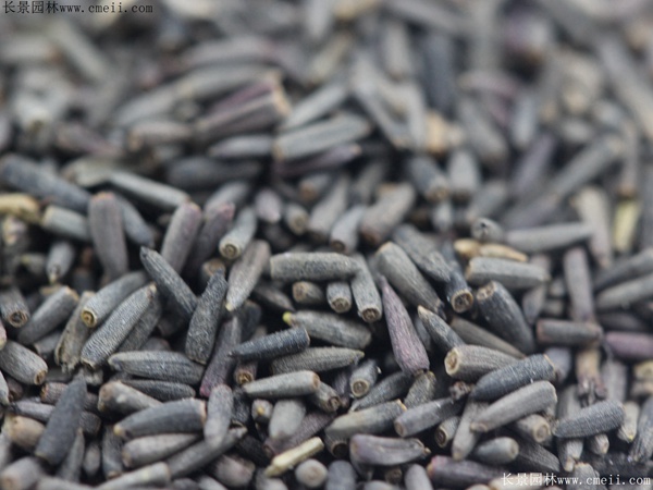 草原松果菊種子 草原松果菊種子