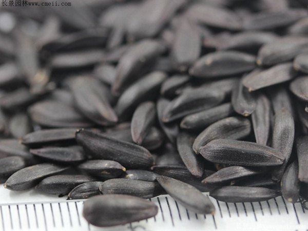 多頭向日葵種子 多頭向日葵種子