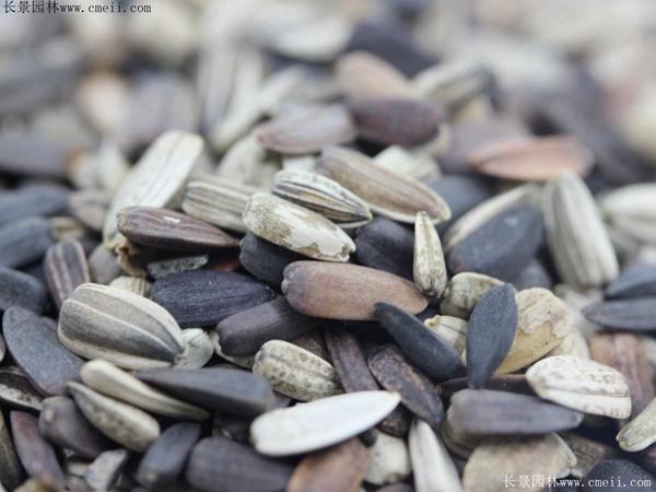 紫色向日葵種子 紫色向日葵種子