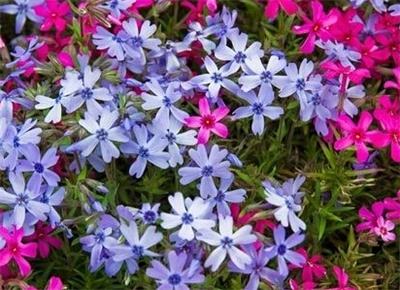 1584449337725497.jpg 1584449337725497.jpg