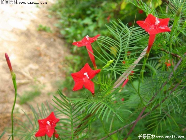 羽葉鶯蘿 羽葉鶯蘿