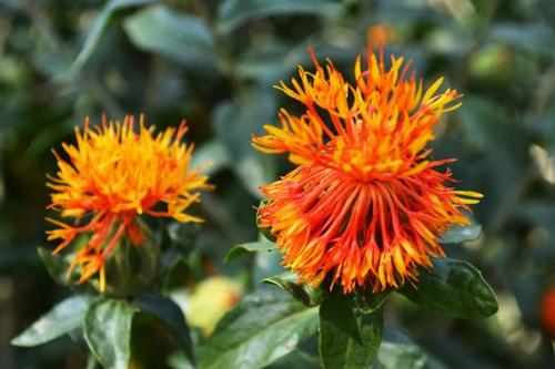 1586262129650715.jpg 1586262129650715.jpg