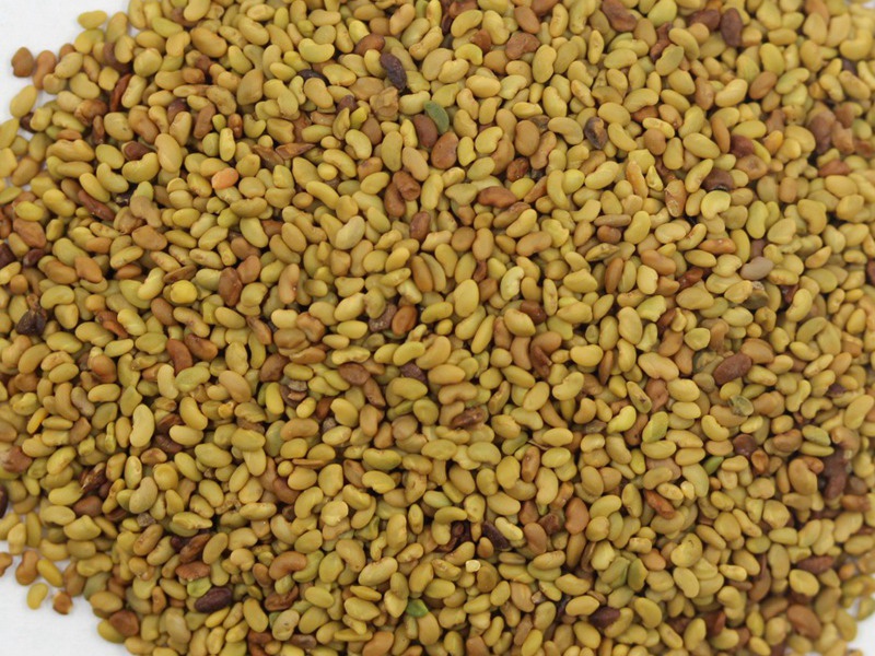 國產(chǎn)苜蓿種子 國產(chǎn)苜蓿種子