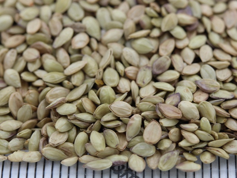 巴哈雀稗種子 巴哈雀稗種子