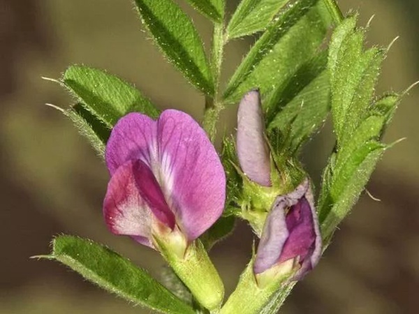 箭筈豌豆 箭筈豌豆