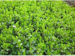 小葉黃楊樹苗多少錢一棵？