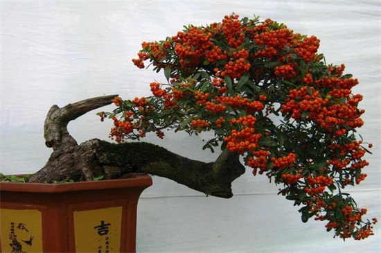 拍價18萬的火棘樹照片曝光，4個步驟養(yǎng)出碩果累累的火棘樹