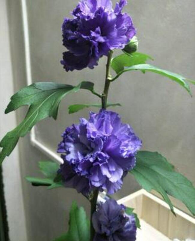 1650626843528285.jpg 1650626843528285.jpg